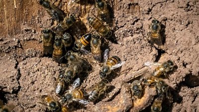 النحل المغربي يهجر أقدم مزرعة جماعية بالعالم