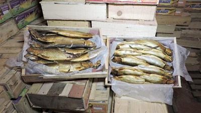 ضبط 2 طن رنجة فاسدة داخل ثلاجة لحفظ السلع الغذائية بالقاهرة