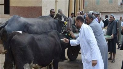 بيطري الشرقية: تحصين وترقيم 353 ألف ماشية وعقد 255 ندوة إرشادية 