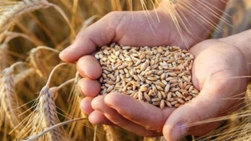 الأمن الغذائي 