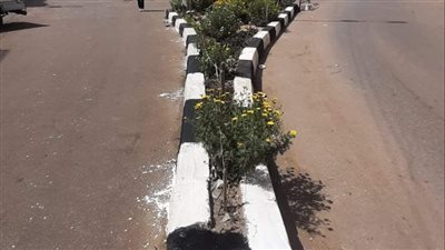 حي ثان الإسماعيلية يواصل أعمال التجميل بكافة الميادين | صور