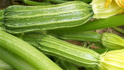 تفسير رؤية الكوسا في المنام وعلاقتها بالتخلص من الهم والحزن