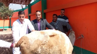بيطري المنيا يواصل حملات تطعيم الماشية 