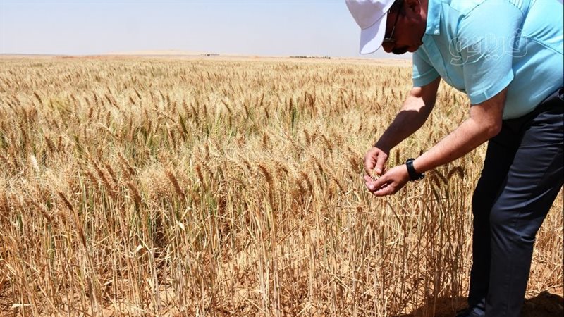 موسم حصاد القمح