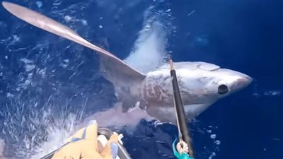 وحش الأعماق.. اصطياد سمكة قرش ضخمة فقدت معظم جسدها