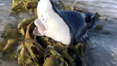 كائن بحري غريب يثير الذعر في أستراليا | فيديو