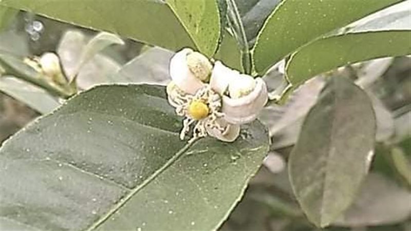 زهور الليمون 