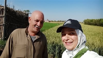 الذهب الأصفر ينتظر الحصاد.. جولة في حقل قمح بالدقهلية | فيديو