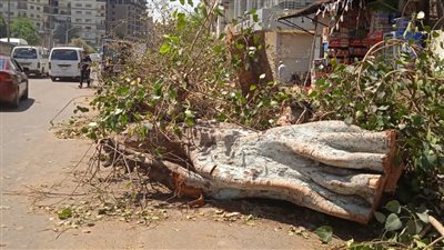 لخطورتها على المواطنين.. إزالة شجرة آيلة للسقوط بنفق الهرم | صور 