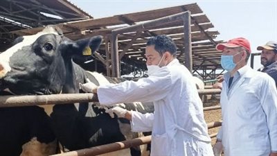 بيطرى الشرقية: إجراء الفحص الطبى لـ 5835 رأس ماشية ضد البروسيلا والسل البقرى 