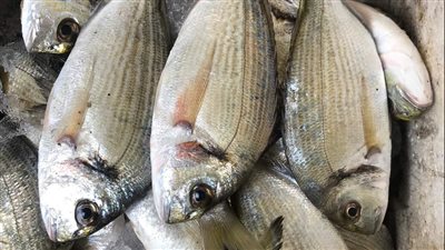 استقرار أسعار الأسماك في شمال سيناء اليوم 11-4-2022