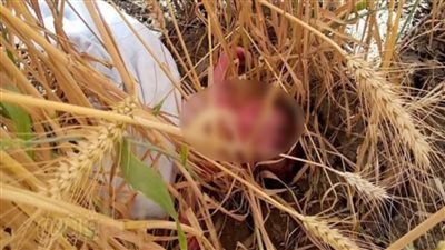 العثور على طفل رضيع وسط الغلال في الغربية |صور