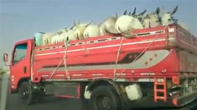 الطب البيطري يكشف حقيقة ضبط 50 حمارا على سيارة نقل بسوهاج