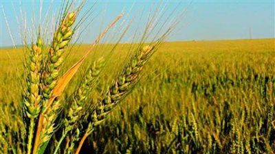 اقتراح برغبة بتكليف خريجي كليات الزراعة لدعم استراتيجية التنمية الزراعية