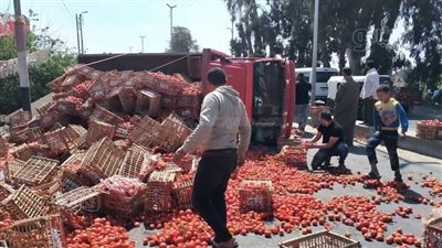 تعاون أهالي التل الكبير لجمع حمولة طماطم انقلبت بها سيارة في الإسماعيلية | صور