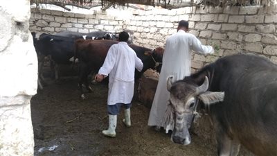 تحصين 107 آلاف رأس ماشية في الإسكندرية