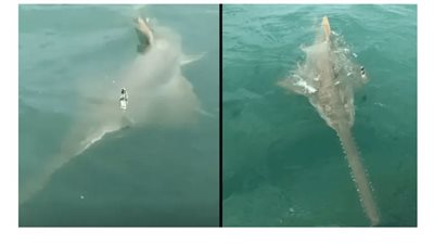 صياد أمريكي يمسك بسمكة نادرة طولها 13 مترا