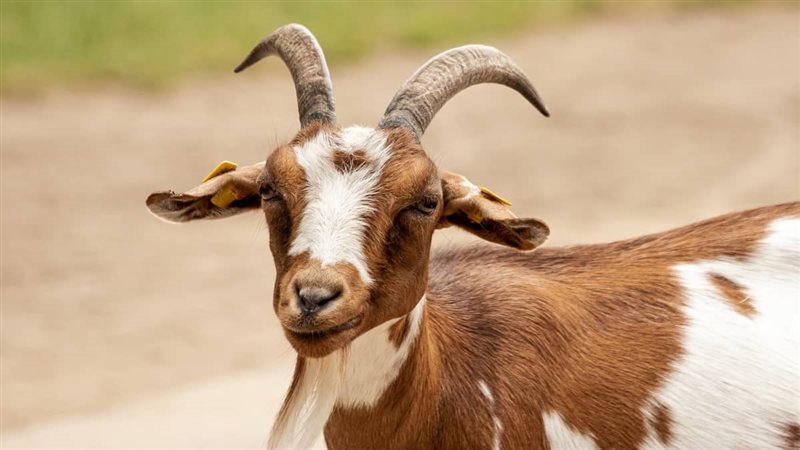 تفسير رؤية الجدي