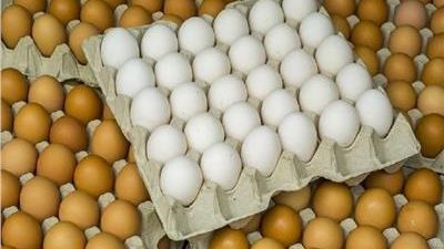 أسعار كرتونة البيض اليوم الجمعة 15-4-2022 في الدقهلية 