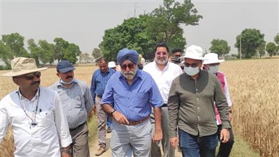  الزراعة تعلن اعتماد الهند كمنشأ جديد لاستيراد القمح