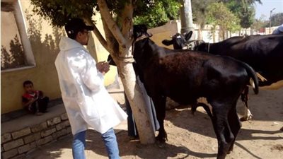 تحصين 90 ألف رأس ماشية ضد الحمى القلاعية والوادي المتصدع ببني سويف