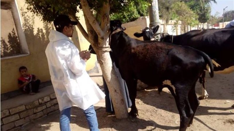 حملة بيطرية