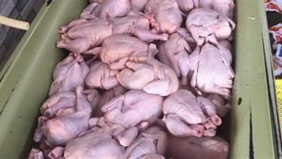 مصارة 2.5 طن دواجن وكفتة فاسدة داخل ثلاجة فى 6 أكتوبر