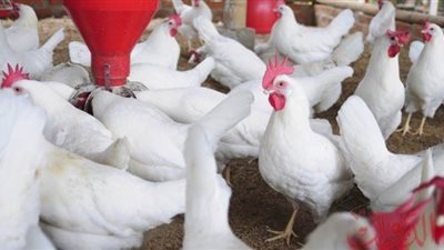 تجارية القاهرة تكشف حجم الاستهلاك اليومي من الدواجن فى رمضان