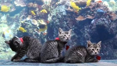 فيديو مدهش لقطط تحاصر حوض أسماك