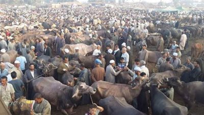 إغلاق وتشميع سوق المواشي بالجيزة لمكافحة كورونا