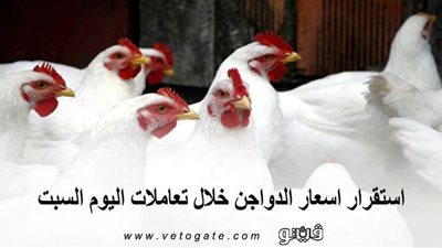 استقرار اسعار الدواجن خلال تعاملات اليوم السبت