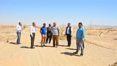 مشروع  لزراعة النخيل على مساحة 200 فدان بالوادى الجديد | صور