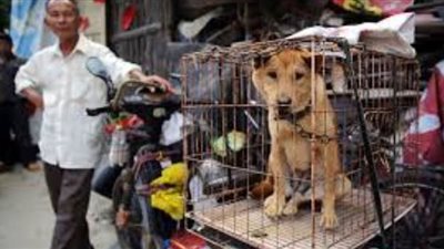 رسميا.. الصين ترفع القطط والكلاب من قائمة الطعام للمرة الأولى