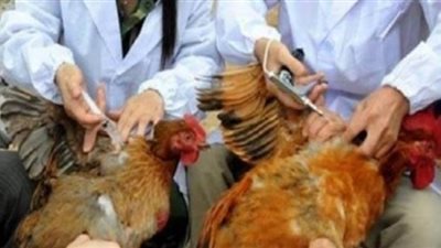 باحث بالقومي للبحوث يكشف عن خطورة سلالة جديدة من إنفلونزا الطيور