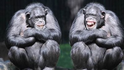 تطبيق الحظر الكامل على 