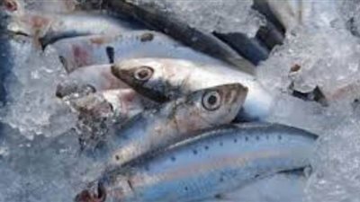 تفسير حلم رؤية السمك في المنام وعلاقته  بكثرة الديون وقلة الرزق