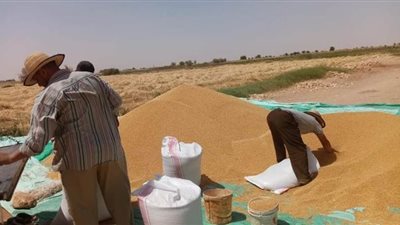 الوادي الجديد تستكمل حصاد 192 ألف فدان قمح | صور