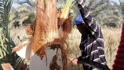 طوارئ بـ زراعة الوادي الجديد بعد ظهور سوسة النخيل الحمراء بقرى باريس | صور