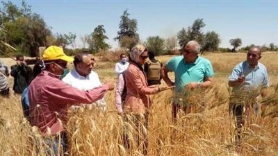 الوادي الجديد تستهدف إنتاج 4 ملايين أردب قمح | صور