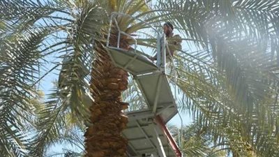 تصميم أول سلم هيدروليكي لصعود النخيل بالوادي الجديد | صور