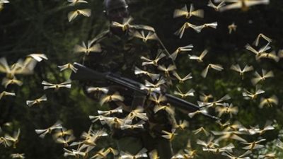 الجراد يزيد من آلام القارة السمراء.. أفريقيا تنتظر الموجة الأكبر منذ 70 عاما| صور