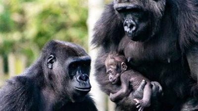 بعد إصابة نمر في أمريكا بكورونا.. بريطانيا تقرر حماية القردة من البشر