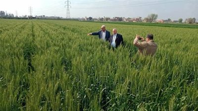 القليوبية تستعد لبدء حصاد 51 ألفا و600 فدان قمح في 15 أبريل