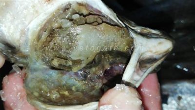 ضبط 1650 كيلو فسيخ فاسد بكفر الشيخ l صور