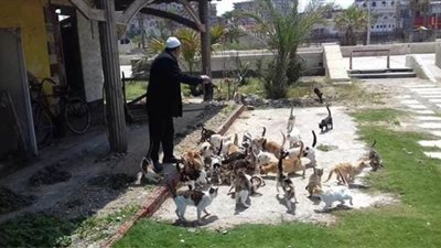 للإنسانية وجوه.. مسن يطعم القطط على شاطئ بورسعيد | صور
