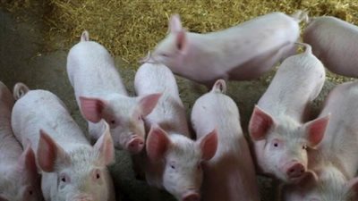 الصين ترصد حالتي إصابة بحمى الخنازير الإفريقية