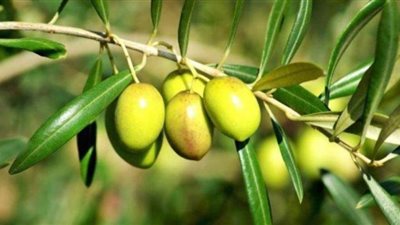 الدليل الكامل من وزارة الزراعة لحدائق الزيتون قبل الحصاد
