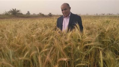 زراعة 192 ألف فدان قمح في الوادي الجديد.. وعمليات الحصاد والتسليم مستمرة