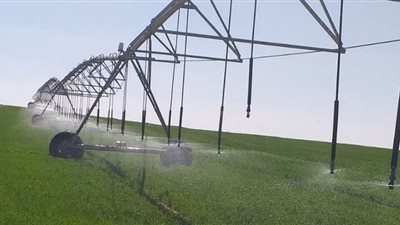 محصول الخير.. بدء حصاد القمح وبنجر السكر الشهر الجاري بمشروع غرب المنيا