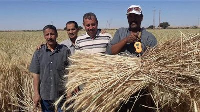 تخصيص 40 جمعية زراعية لاستلام محصول القمح بالوادي الجديد | صور